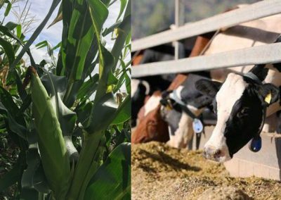 P4 – Digitising forage options for intensive dairy systems