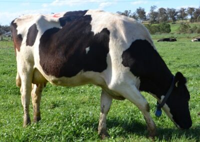 P2a – Effects of environment and age of first calving on longevity and production of cattle