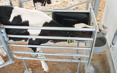 Early alerts for calf husbandry