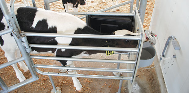 Early alerts for calf husbandry