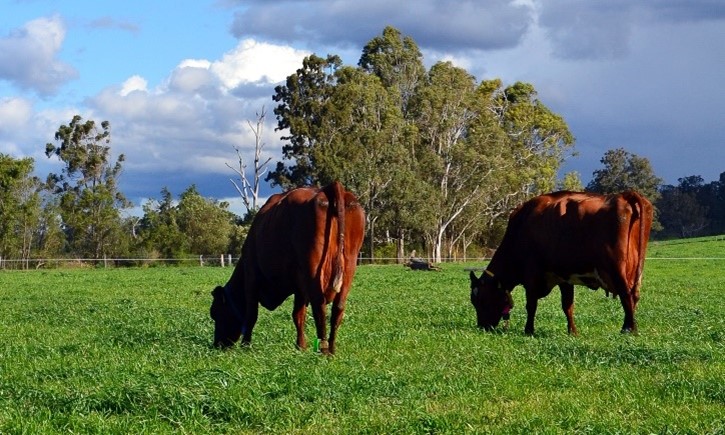 Yani Garcia oversees the Dairy UP project