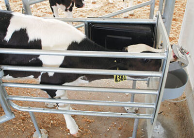 P2e Thesis: The Lasting Impact of Calf Performance