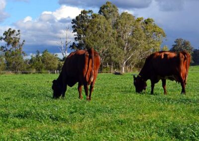 P1a Thesis: The Unrealised Potential of AI Solutions for Pasture-based Dairy Systems