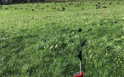 The hidden cost of pasture utilisation