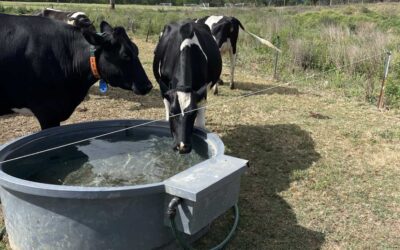 Resilient cattle