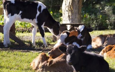 Markers for cow longevity