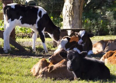 P2a Thesis: Metabolic Investigations into Dairy Cow Longevity