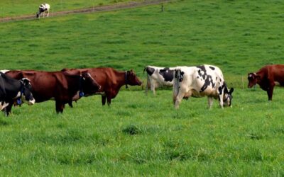 Remote pasture monitoring